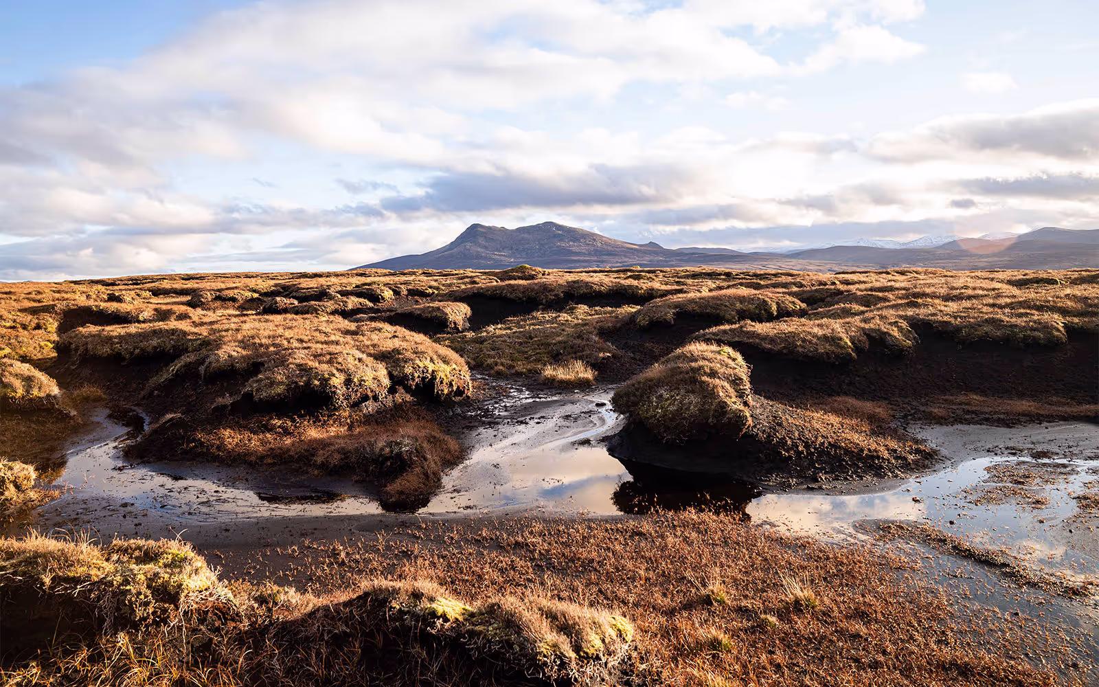 AI for peatland restoration
