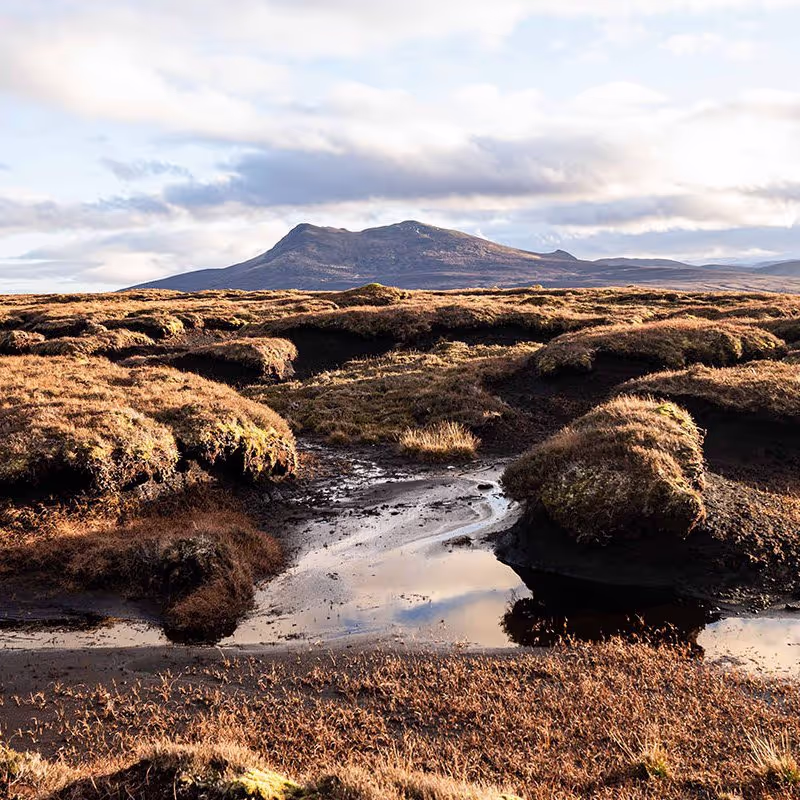 Peatland AI: Restoring ecosystems with machine learning